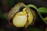 Kentuckey lady's slipper